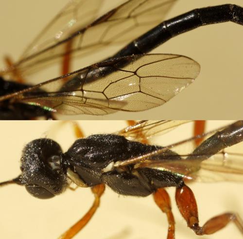 Neoxorides nitens